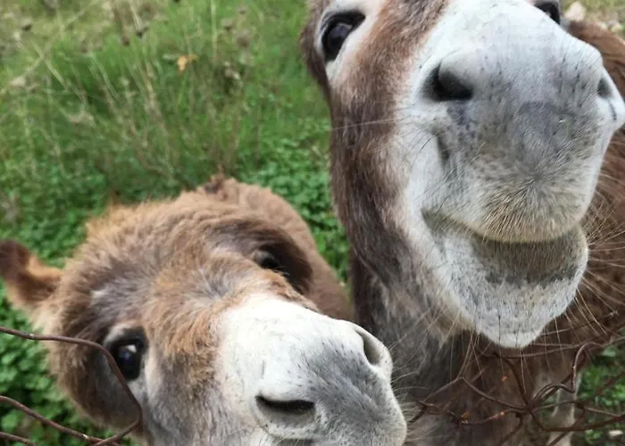 Апартаменты & Relax